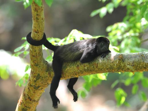 Visitors that walk through Manuel Antonio National Park are likely to see monkeys, as the park is home to several different species.