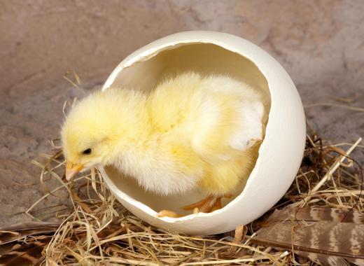 Baby chicks may be featured at a petting zoo.