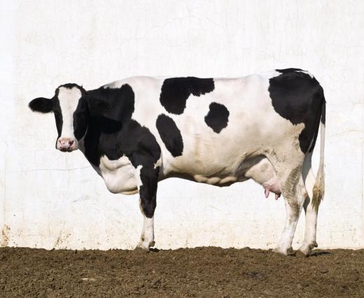 Livestock usually is auctioned off at the conclusion of a county fair.