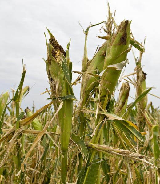 Dried corn stalks can be used as part of a fall display.