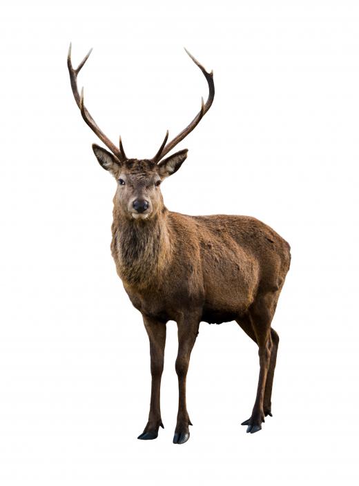 Deer are sometimes kept by petting zoos.