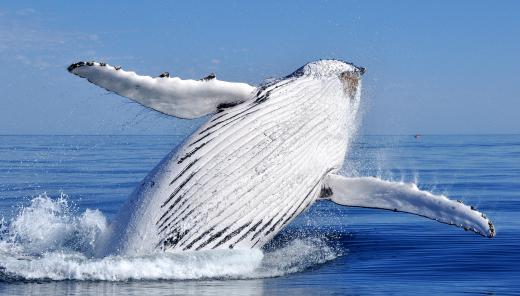Whale watching is one possible volunteer vacation.