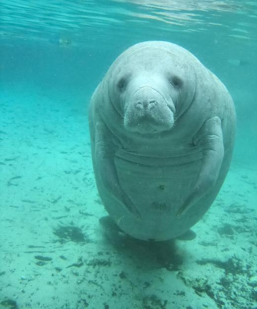 Tourism companies in Florida offer opportunities to snorkel with manatees.