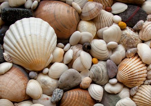 Sea shells can help make the Caribbean-themed party feel more authentic.