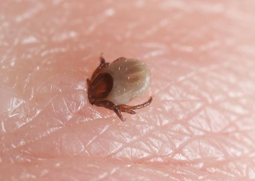 In some regions, traveling pets must show proof of treatment for ticks and other pests.