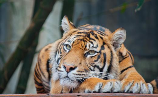 Tigers are one animal that can be spotted on a safari tour.